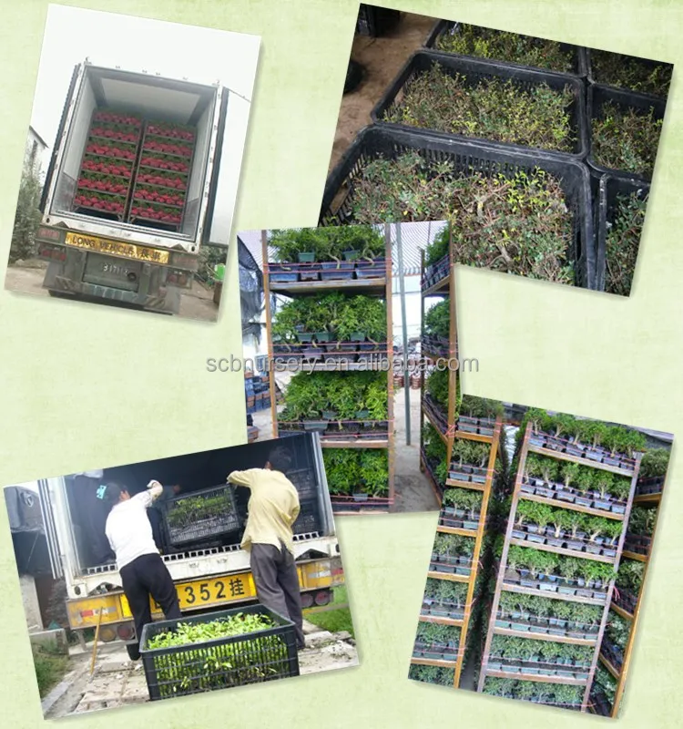 Bonsai Nursery Plant Supplier From China Bonsai Nursery Plant Supplier From China