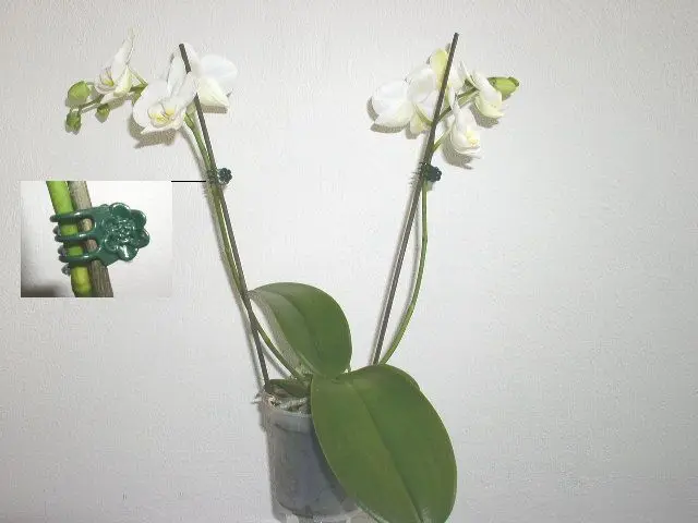 flower stand