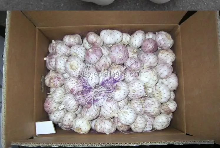 2014 fresh garlic from China jinxiang city