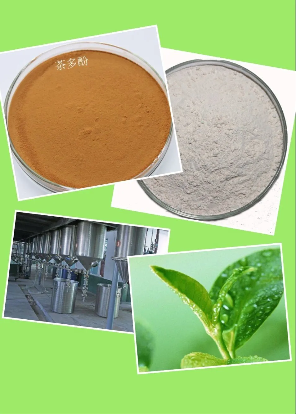 antioxidants green tea extract bulk tea polyphenol catechin