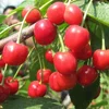 2018 Touchhealthy Supply Withe flower fruit tree seeds cherry seeds