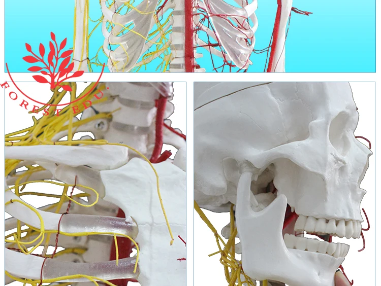 11 Skeleton model.jpg