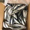 Top Quality Whole Round Frozen Pacific Jack Mackerel Fish Bait