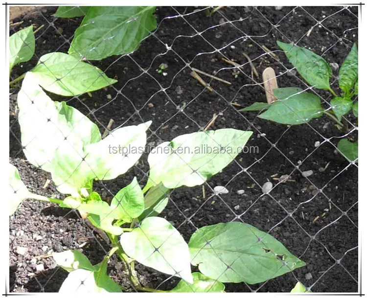 animal attacks vineyards, gardens, grapes, fruit economical__.jpg