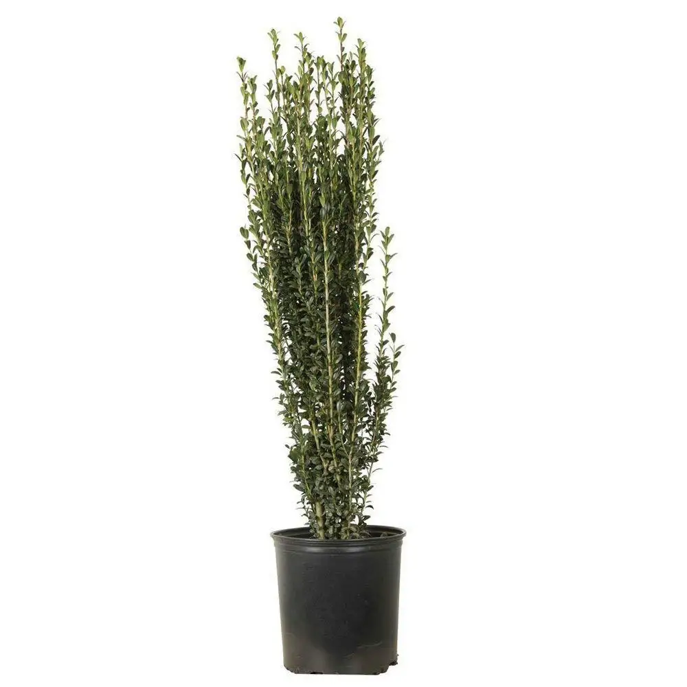 Anese Holly Plant Find Deals On Line Get Quotations New Life Nursery Garden Sky Pencil Anese Holly Tree Live Plant 3 Gallon Pot