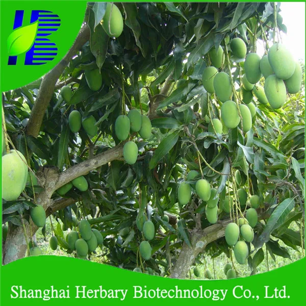 High Yield Mango Tree Seeds For Growing - Buy Mango Tree Seed For ...