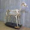 Real size fiberglass horse skeleton model for sale
