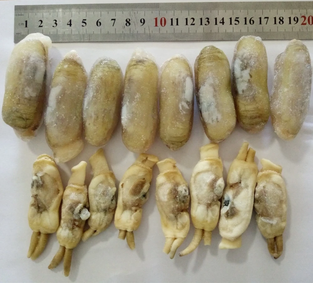 best quality fresh frozen razor clam for sale