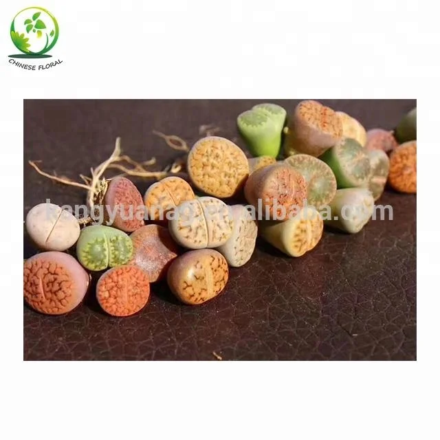 
Lithops 1-3cm for wholesale 