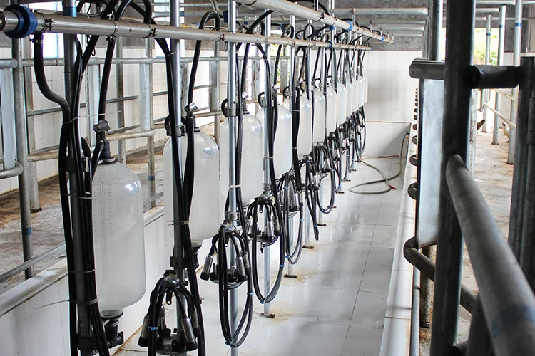 best selling digital meter modern cow goat automatic milking parlor for big farm equipment