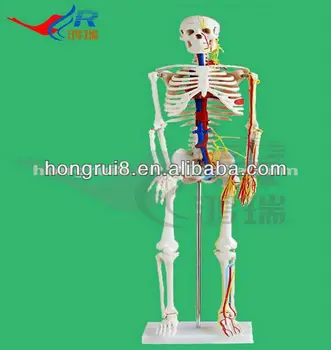 movable anatomy model online