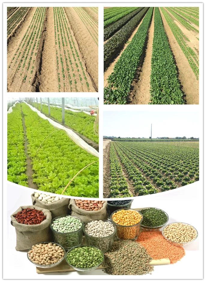 Vegetable Seed Planter 9.png