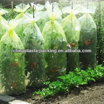 Tomato growing covers