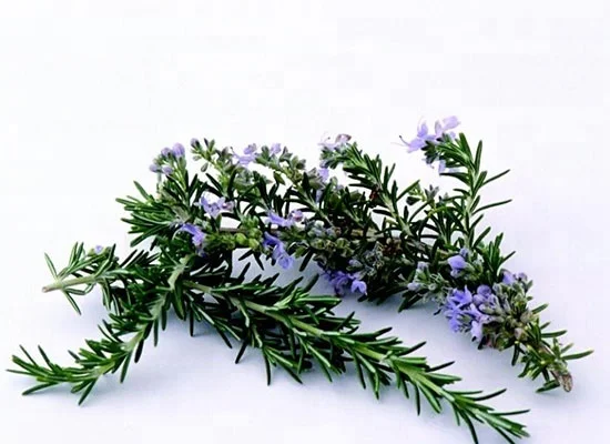 天然迷迭香熊果酸提取食品中粉末防腐剂 - buy 迷迭香提取物粉末,熊