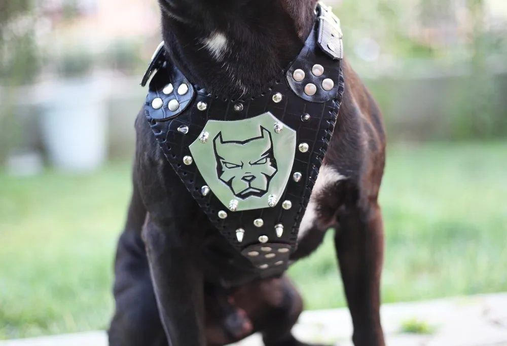 leather dog harnesses for sale