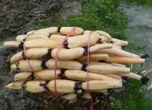 u=4099031874,2556663233fm=21gp=0