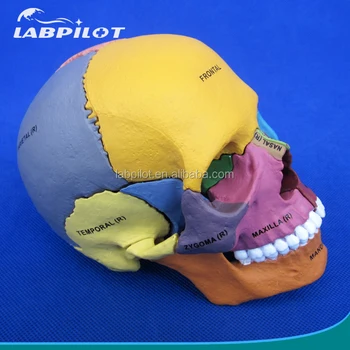 1:2 Colored Skull Model,Assembly Skull Model - Buy Skull Model,Plastic