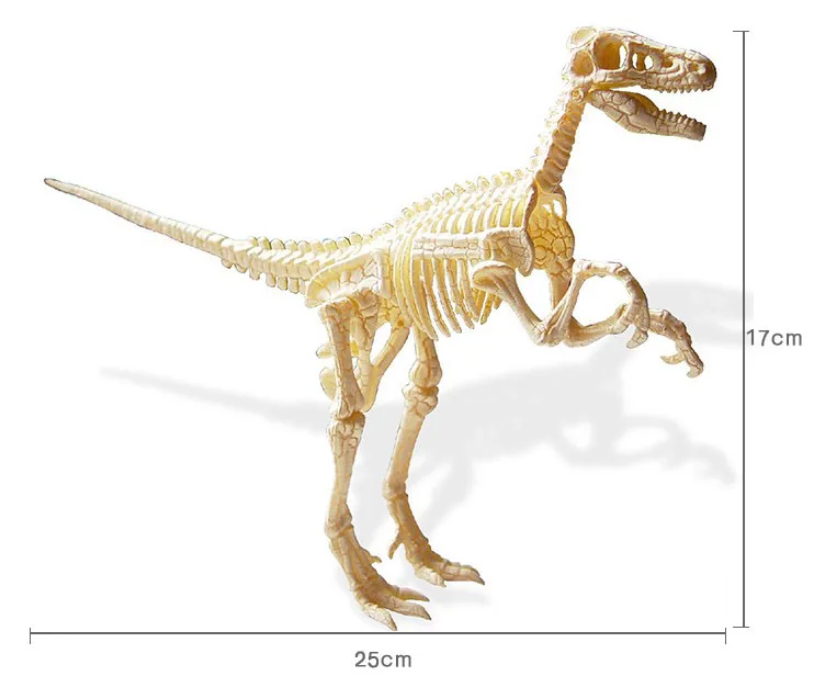 buy dinosaur skeleton