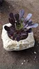 garden/outdoor /lawn plaster pots/flower pot/meaty plant pot/plaster and cement flower pot