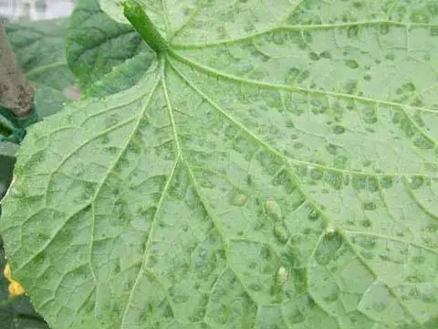 Bactericide Pyraclostrobine price 98% TC