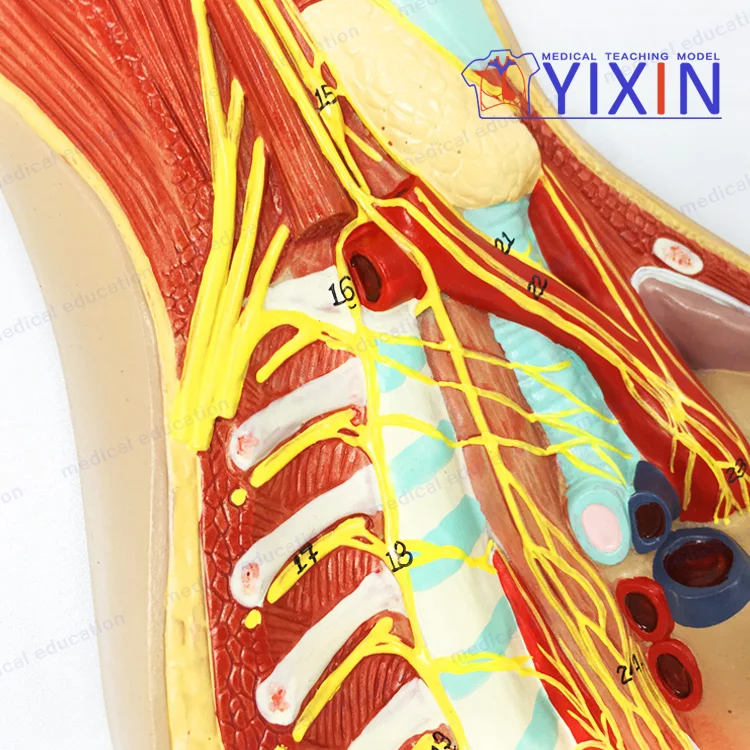 म नव स व यत त त त र क प रण ल र हत म डल म नव च क त स सह न भ त त त र क त त र म डल Neuroanatomy Buy स व यत त त त र क प रण ल Neuroanatomy