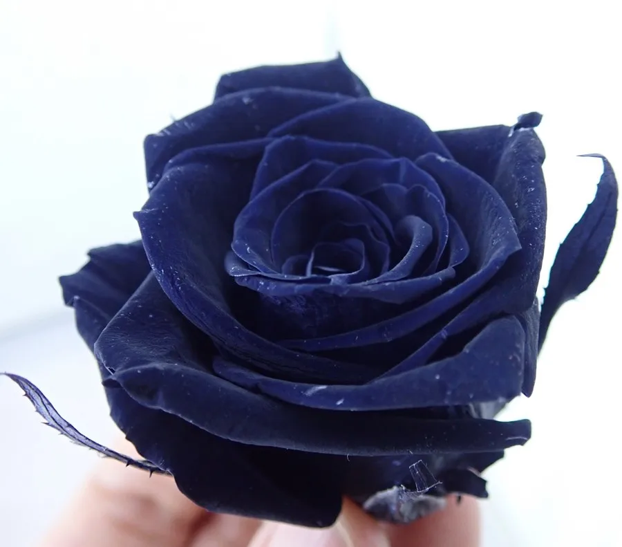 Petals Cheap Rainbow Fresh Black Flower Real Preserved Roses - Buy Real