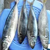 Frozen Fresh Seafood 25cm Horse Mackerel Fish Products