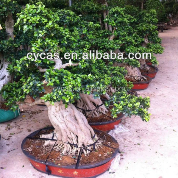 Outdoor Ficus Bonsai