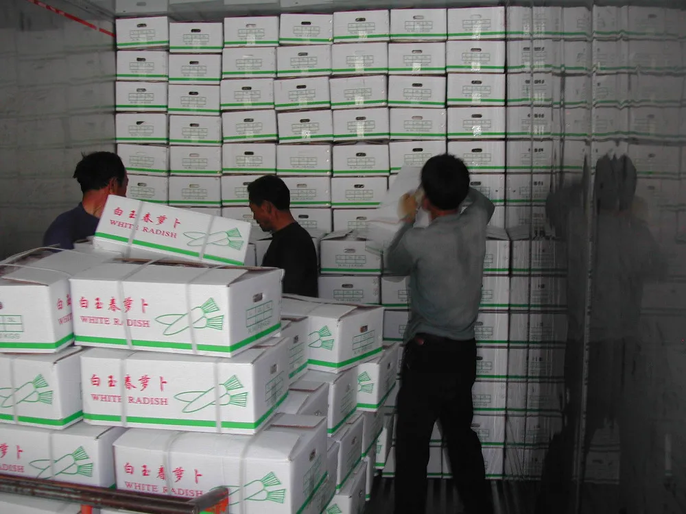 Bilong radish -3