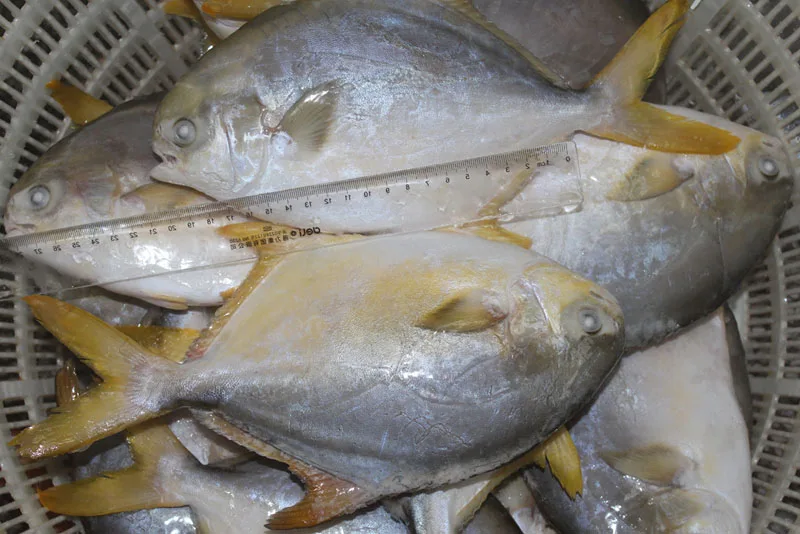 cheap price great frozen golden pomfret fish