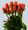Good quality cut rose varieties supply fresh cut rose flower from farm located china golden rose with 0.8_1.2kg/bundle