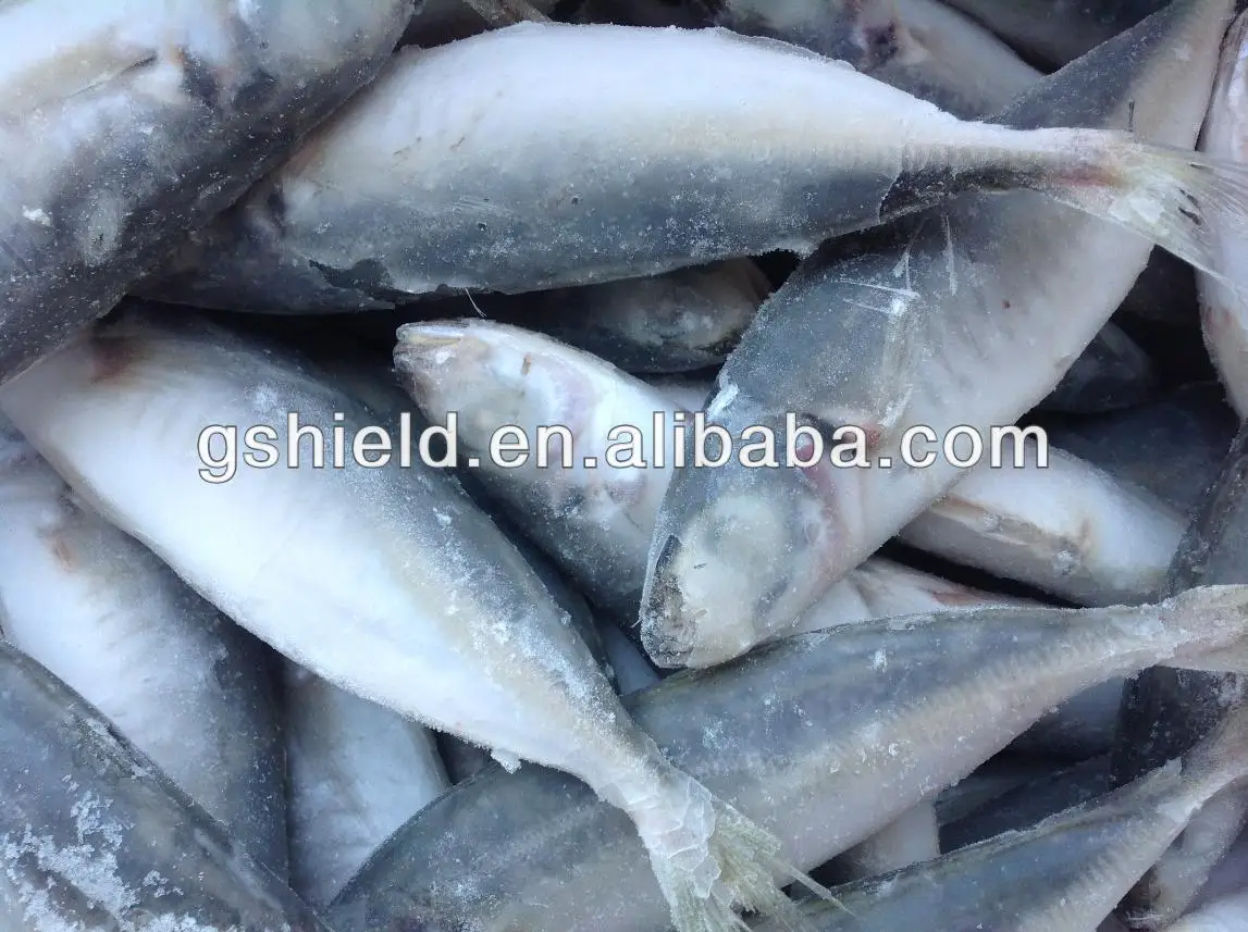 IQF trawl 6-8 round scad 8.jpg