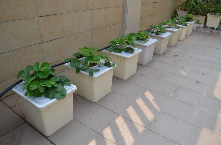 How To Start Growing With The Kratky Method