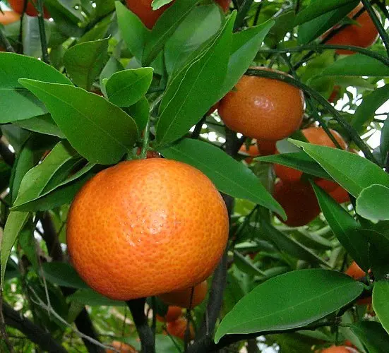 citrus reticulata.jpg