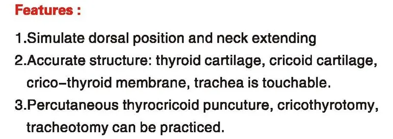 Avancée Thyrocricocentesis Modèle Et Trachéotomie D'entraînement À L ...