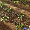 Water saving PE drip irrigation tape for greenhouse precise irrigation