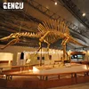 Museums Bones Model Dinosaur Skeletons For Sale