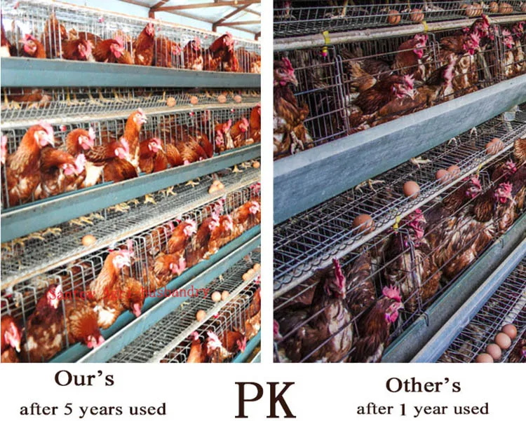Saving Labour Design 50000 Birds Uganda Warehouse Poultry Farm Full