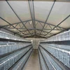 Chicken galvanized battery chicken cages laying hen/layer cage/egg chicken