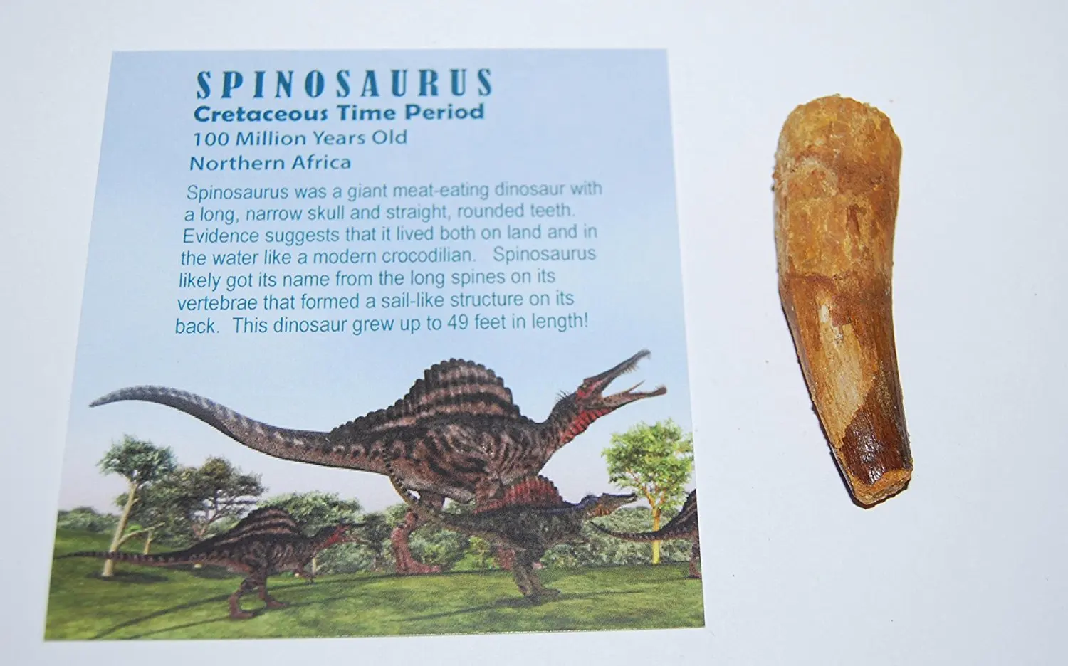 spinosaurus fossil