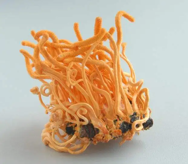 factory sypply bulk medicine cordyceps militaris ex