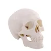 Cheap anatomical human skull teaching training model