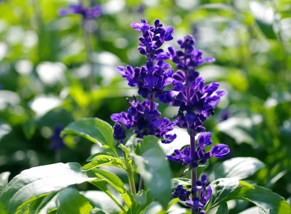 100 pure and natural sage clary oil,sage clary essential oil