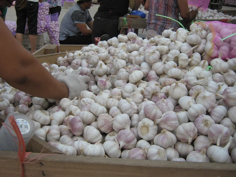 The Year Round Supply Organic Garlic Wholesale Fresh Garlic Price Buy