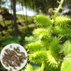 Xanthium Strumarium Field Weed Wild Siberia Cocklebur Seeds For Oil Expression