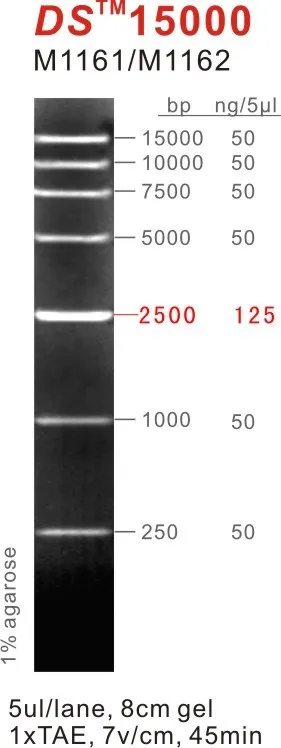 Ds15000 Dna Marker15000bp15kb Ladderoem M1161m1162 Buy Dna Marker