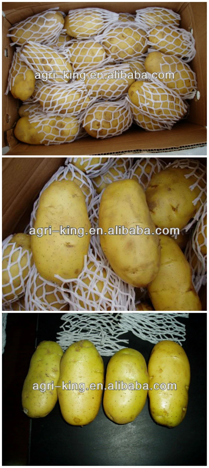 Fresh Holland Potato