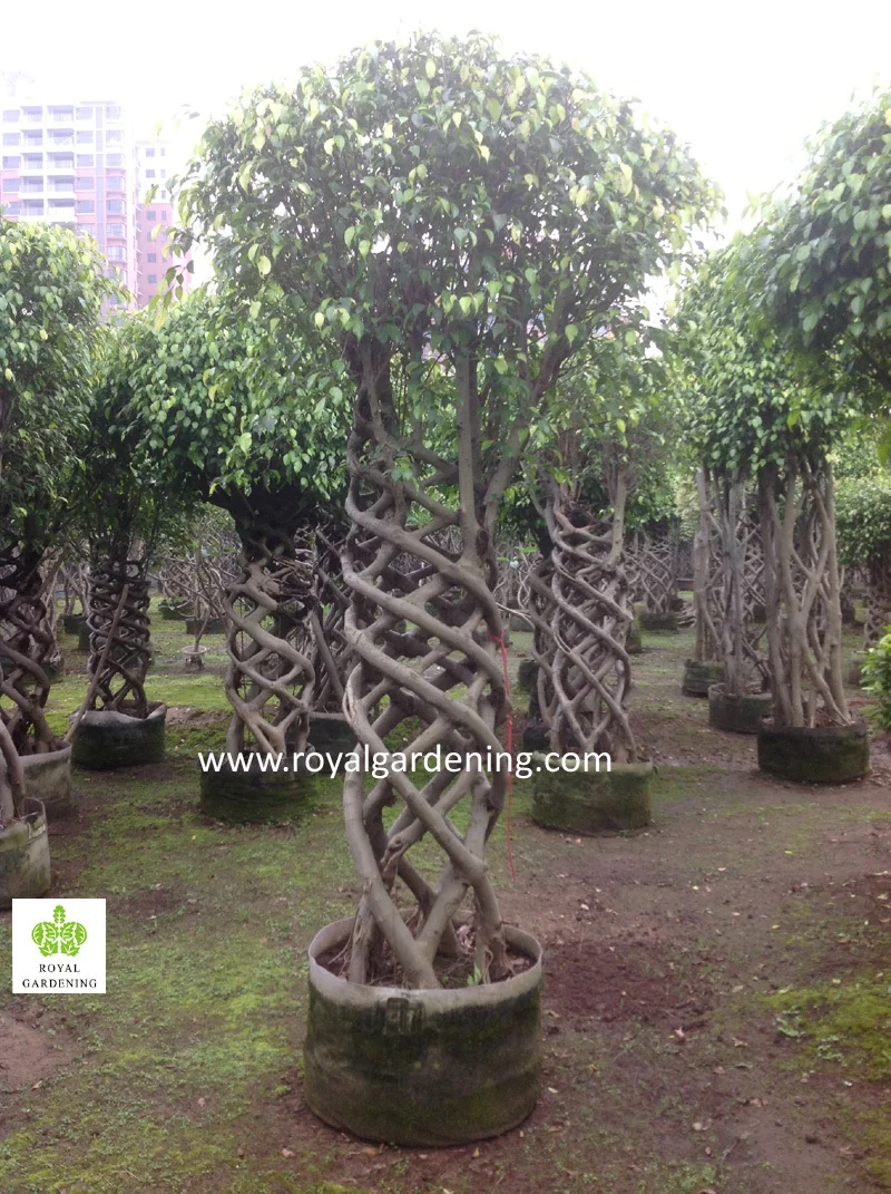 Ficus Cage Nursery Topiary Tree High 2 5 8m Ficus Cage Nursery Topiary Tree
