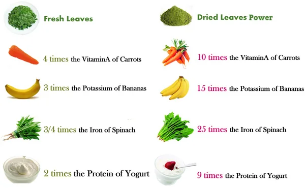 moringa oleifera 2.jpg