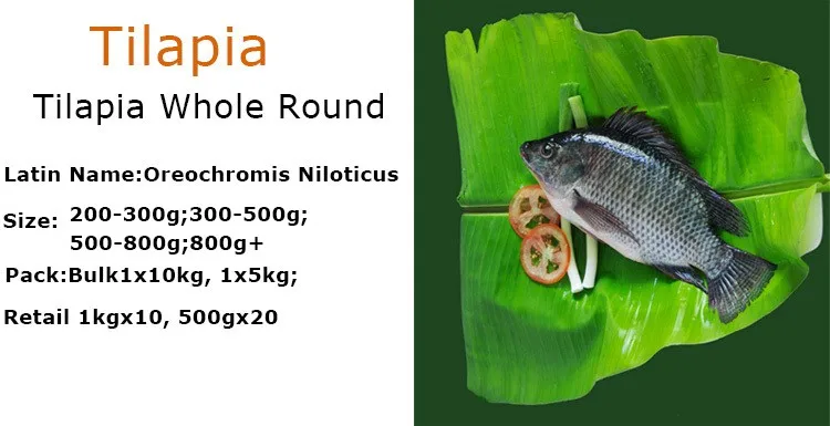 wholesale live tropical fish